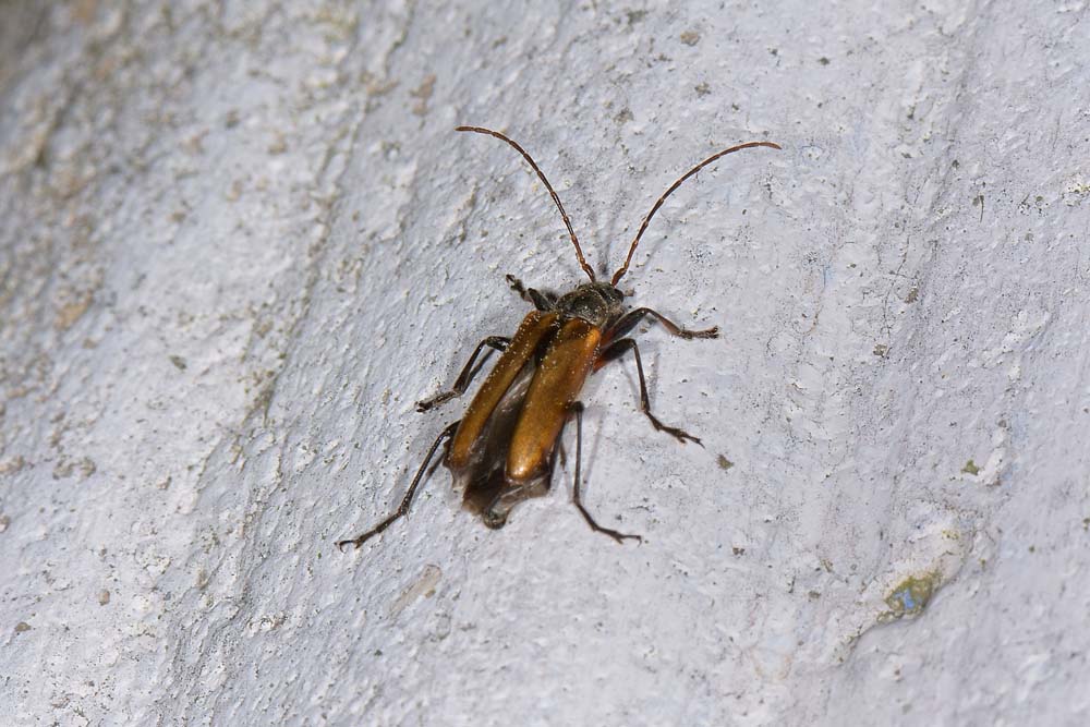 Cerambycidae: Cortodera humeralis?   Sì  !